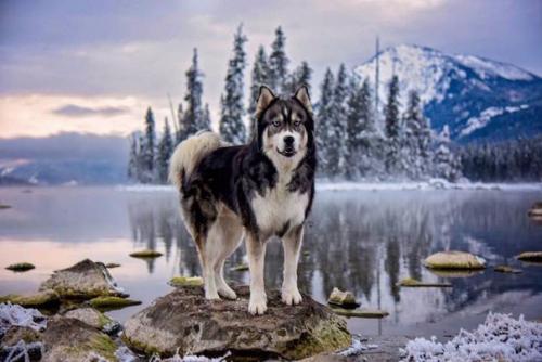 Девушка спасла хаски, а после собака помогла ей избавиться от насильственных отношений. 04