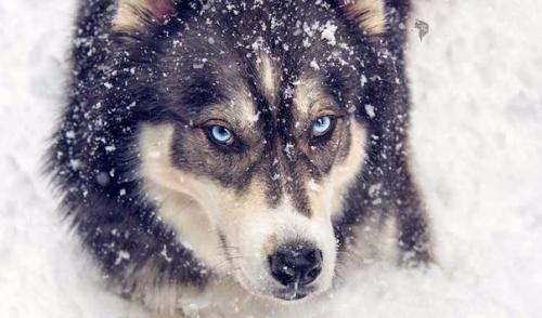 Девушка спасла хаски, а после собака помогла ей избавиться от насильственных отношений. 08