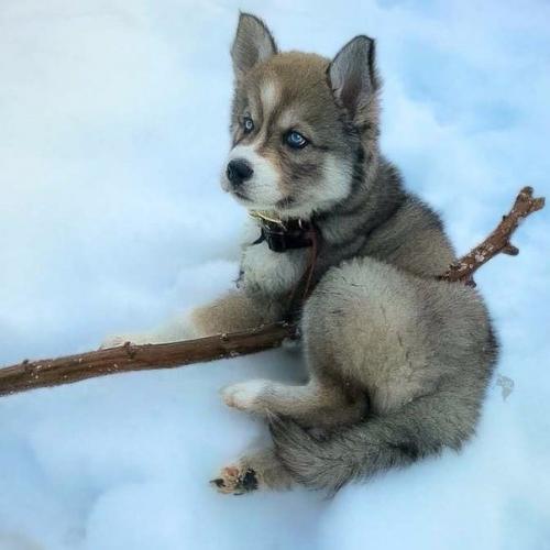 Девушка спасла хаски, а после собака помогла ей избавиться от насильственных отношений. 02