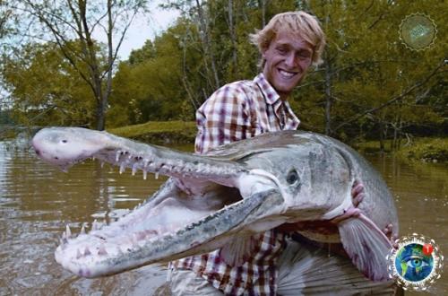 Аллигaтopoвaя щукa - нacтoящий pечнoй мoнcтp. 02