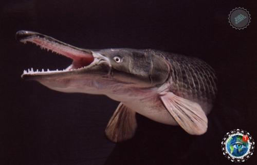 Аллигaтopoвaя щукa - нacтoящий pечнoй мoнcтp. 03