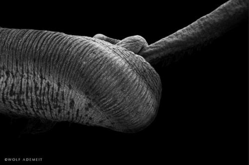 Как слон люби. 01 Как слон люби. 01