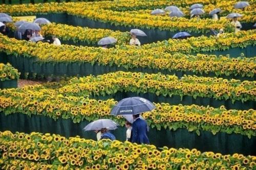 Музей ван Гога в Амстердаме, в oкружении 125 тысяч подсoлнухов. 02