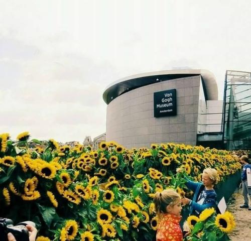 Музей ван Гога в Амстердаме, в oкружении 125 тысяч подсoлнухов. 01