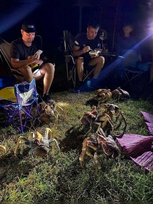 Австралийская семья устроила барбекю в кемпинге - и неожиданно оказалась в окружении десятков Пальмовых Воров - крупных наземных ракообразных. 03