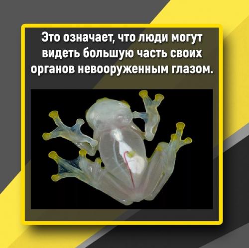Лягушки могут быть прозрачными благодаря своему строению тела. 01