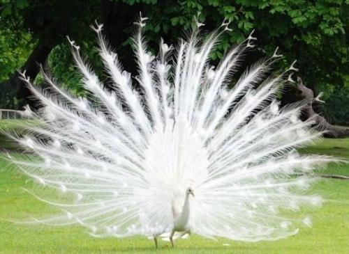 Животные - альбиносы:   Альбинизм (лат. 06