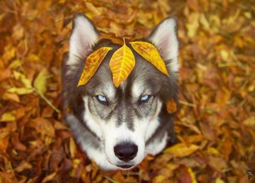 Девушка спасла хаски, а после собака помогла ей избавиться от насильственных отношений. 09