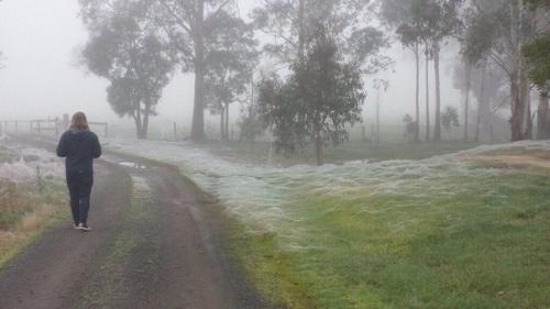 В Австралии недавно прошёл Паучий Дождь. 04