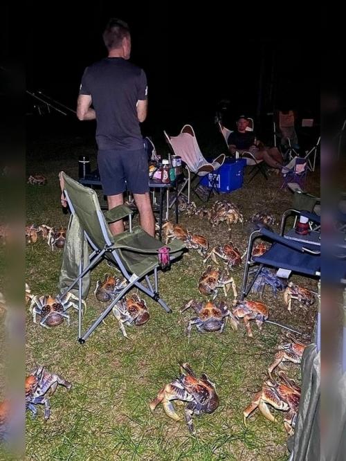 Австралийская семья устроила барбекю в кемпинге - и неожиданно оказалась в окружении десятков Пальмовых Воров - крупных наземных ракообразных. 02