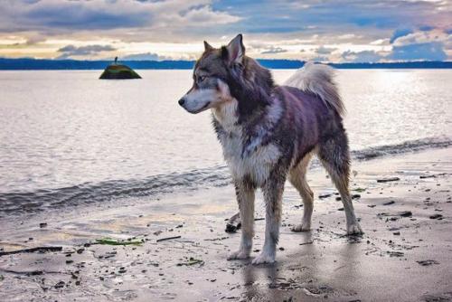 Девушка спасла хаски, а после собака помогла ей избавиться от насильственных отношений. 05