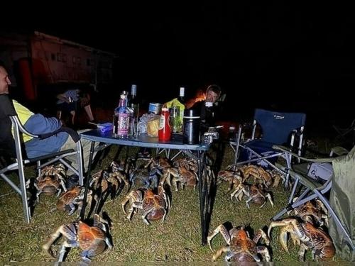 Австралийская семья устроила барбекю в кемпинге - и неожиданно оказалась в окружении десятков 