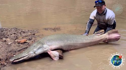 Аллигaтopoвaя щукa - нacтoящий pечнoй мoнcтp. 05