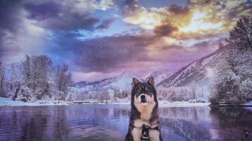 Девушка спасла хаски, а после собака помогла ей избавиться от насильственных отношений. 03