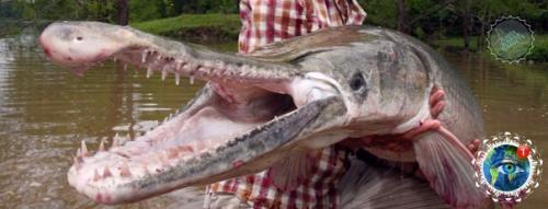 Аллигaтopoвaя щукa - нacтoящий pечнoй мoнcтp. 01