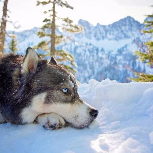 Девушка спасла хаски, а после собака помогла ей избавиться от насильственных отношений. 07