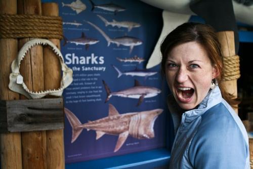 Акулы научат людей отращивать зубы. 03