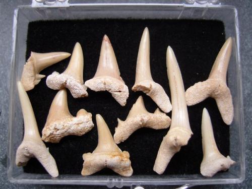 Акулы научат людей отращивать зубы. 02