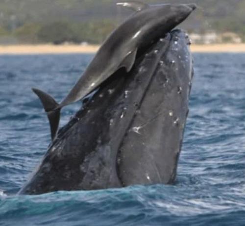 Невероятно, но дельфины и киты способны играть друг с другом.