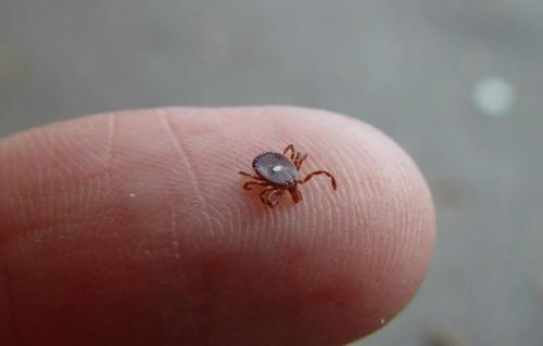 Укус клеща может вызвать аллергию на мясо. 01