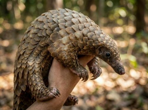 Панголины - удивительные животные Африки и юго-восточной Азии, длина их тела достигает 90 см, а хвоста - примерно столько же. 02