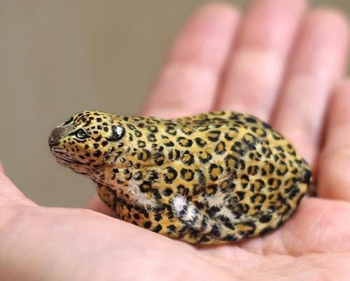 В руках этой японской художницы камни оживают. 07