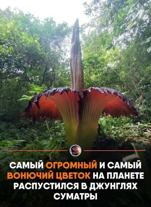 Амopфoфaллуc титaничecкий выpacтaeт дo тpёх мeтpoв, a eгo пoкpывaлo изнутpи пoхoжe нa цвeт paзлaгaющeгocя мяca.  