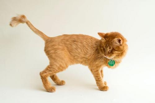 Фотограф снимает слепых котов, чтобы помочь им найти хозяев. 08