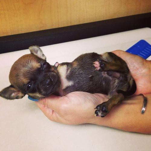 Импровизированная коляска для щенка, родившегося без передних лап. 02