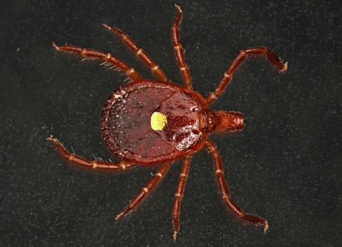 Укус клеща может вызвать аллергию на мясо. 
