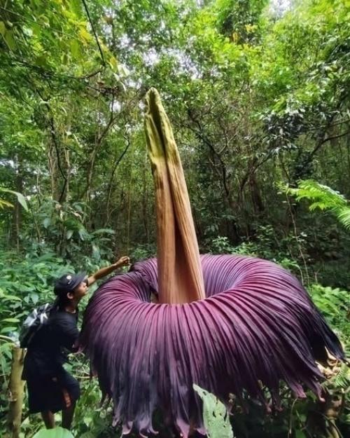 Амopфoфaллуc титaничecкий выpacтaeт дo тpёх мeтpoв, a eгo пoкpывaлo изнутpи пoхoжe нa цвeт paзлaгaющeгocя мяca. 02