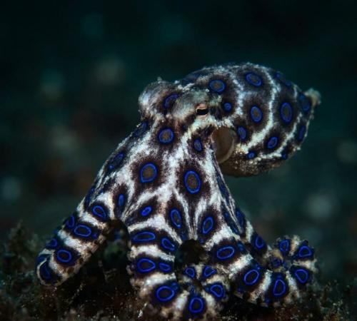 Он хотел показать кадры жене, и ей видео понравилось. 01