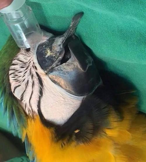 Попугаю по имени гиги клюв из титана напечатали. 03