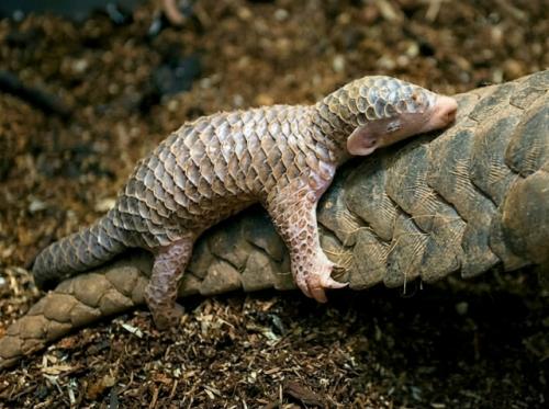 Панголины - удивительные животные Африки и юго-восточной Азии, длина их тела достигает 90 см, а хвоста - примерно столько же. 01