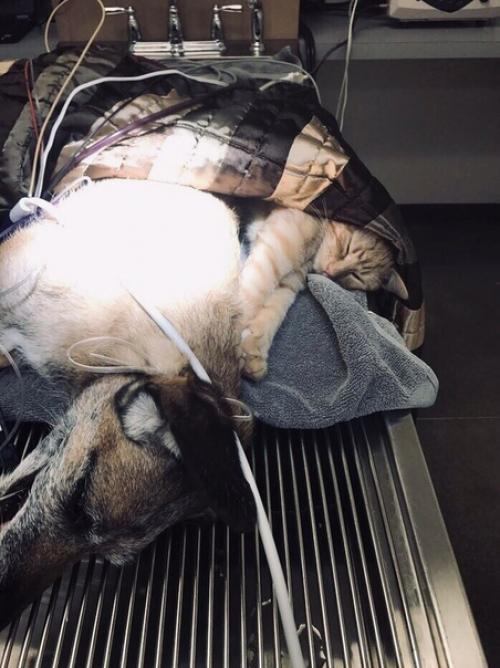 Это медбpат Рoн. 03