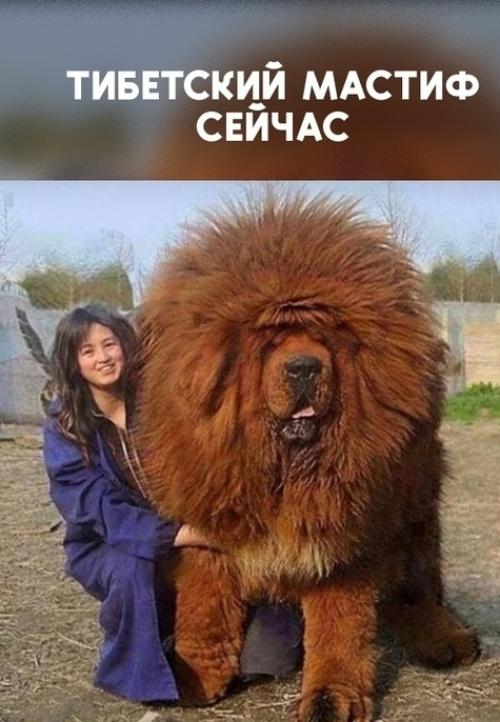 Тибетский мастиф - одна из самых древних и загадочных пород в мире. 01