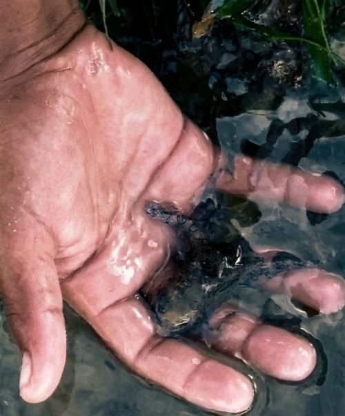 Он хотел показать кадры жене, и ей видео понравилось. 02