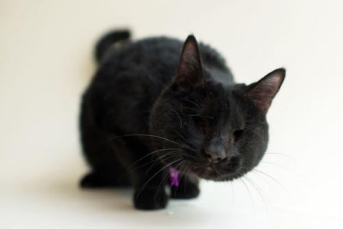 Фотограф снимает слепых котов, чтобы помочь им найти хозяев. 03