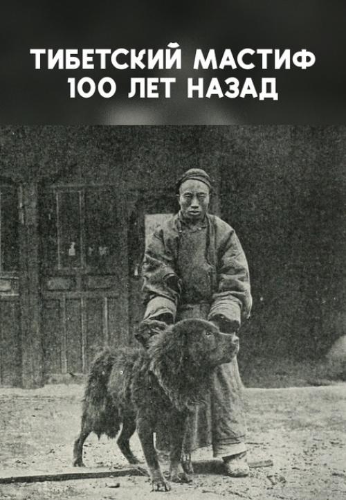 Тибетский мастиф - одна из самых древних и загадочных пород в мире.  