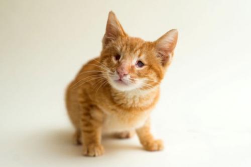 Фотограф снимает слепых котов, чтобы помочь им найти хозяев. 04