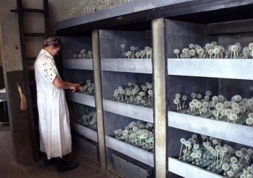 Ничего необычного, просто фабрика одуванчиков в Лос-анджелес. 03