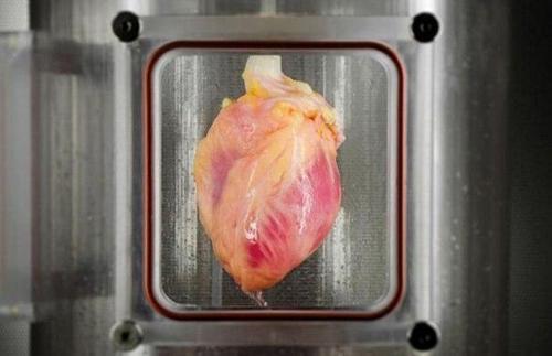 Биологи человеческое сердце из клеток кожи вырастили.