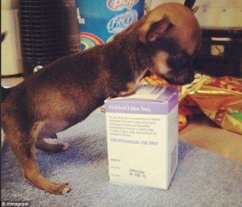 Импровизированная коляска для щенка, родившегося без передних лап. 01