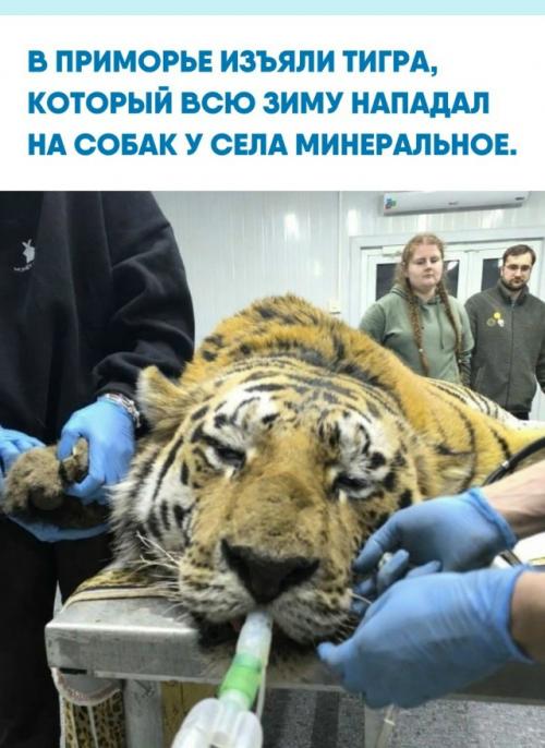 В яковлевском округе хищника обездвижили и доставили в центр реабилитации Тигр в селе Алексеевка.
