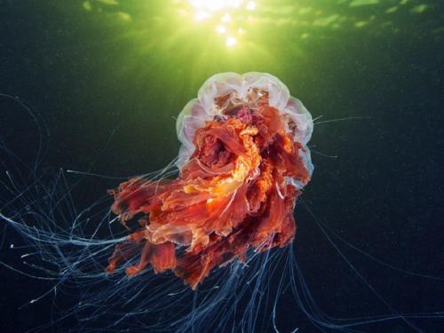 Арктическая цианея - самая крупная медуза мирового океана.