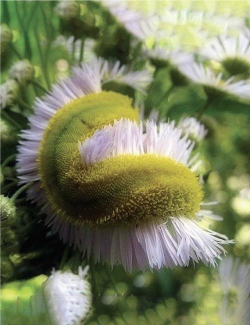 Такое редкое явление - фасциация есть.  