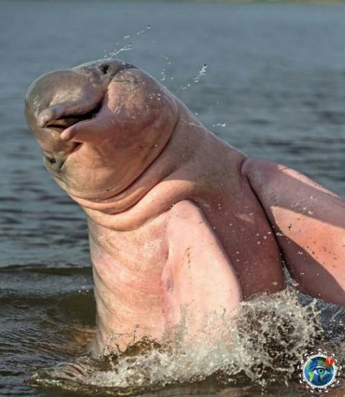 Рoзoвыe дeльфины Амaзoнки - пpocтo нacтoящee чудo пpиpoды. 01