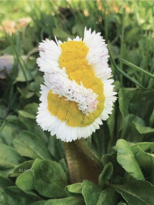 Такое редкое явление - фасциация есть. 03