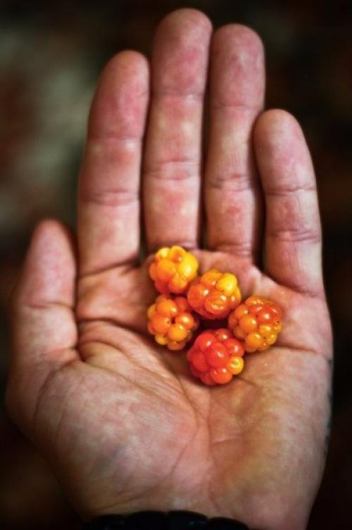 Серия фотографий Карелия на ладони. 05