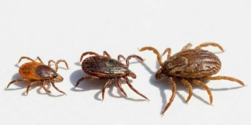 Эти насекомые - гиганты кардинально отличаются от привычных видов своим аномальным поведением. 02